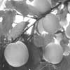 Apricots