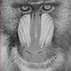 Arse-Faced Baboon