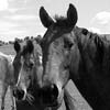 Horse Molesting